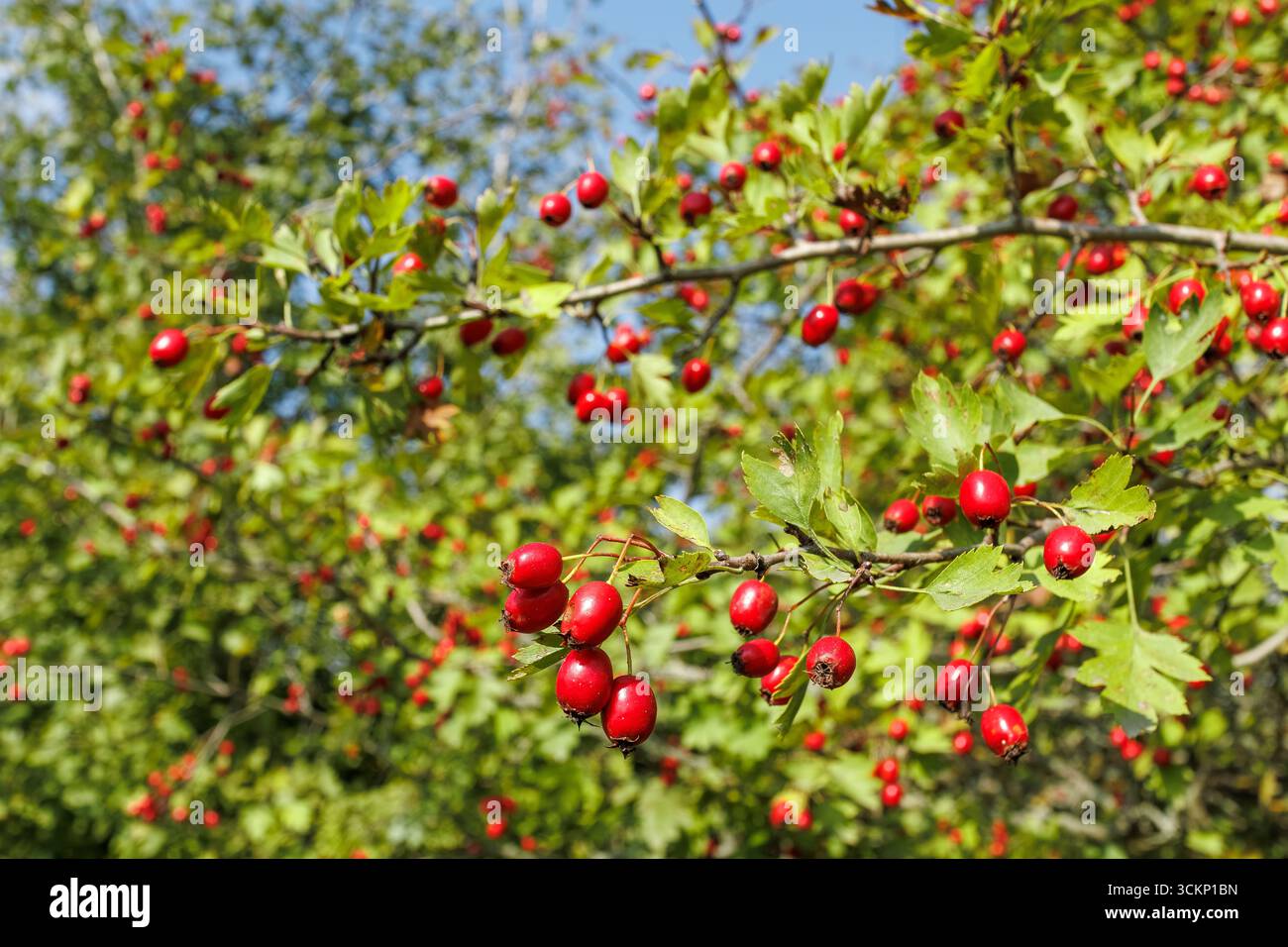 Primo piano di un ramo di biancospino con grappoli di bacche rosse mature e foglie verdi, simboleggiano la vendemmia di fine estate e autunno. Foto Stock