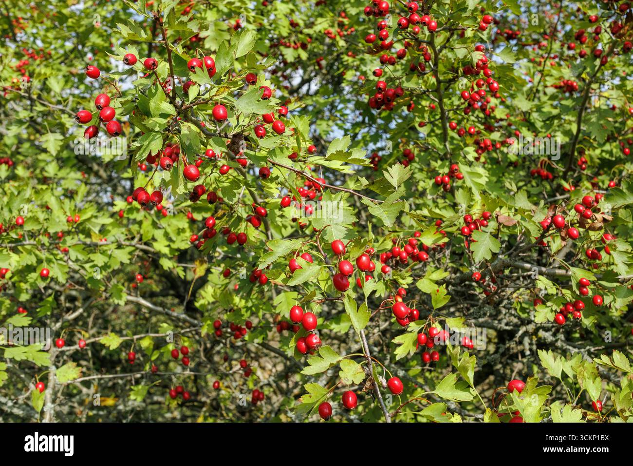Abbondanti rami di alberi di biancospino ricoperti da grappoli di bacche rosse mature e foglie verdi, simboleggiano la stagione autunnale e la raccolta selvatica. Foto Stock