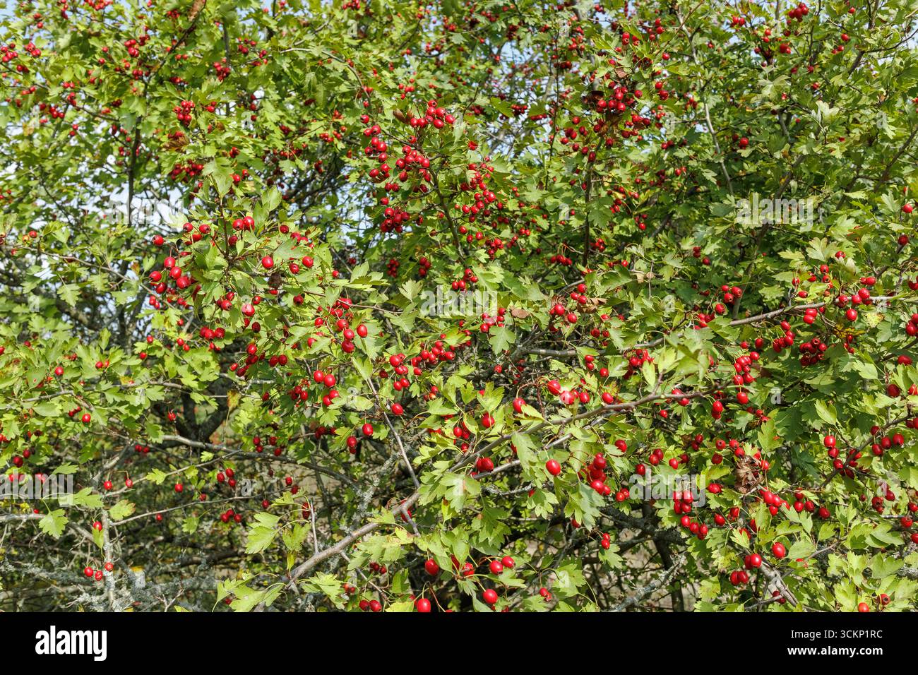 Abbondanti rami di alberi di biancospino ricoperti da grappoli di bacche rosse mature e foglie verdi, simboleggiano la stagione autunnale e la raccolta selvatica. Foto Stock