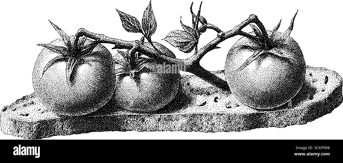 Bruschetta rustica con illustrazione di pomodoro e basilico per un design culinario. Illustrazione Vettoriale