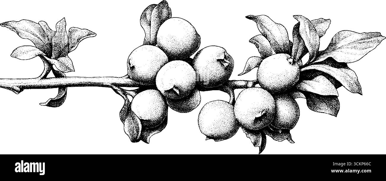 Mirtilli rossi in stile tatuaggio Dotwork su design twig per un'arte ispirata alla natura. Illustrazione Vettoriale