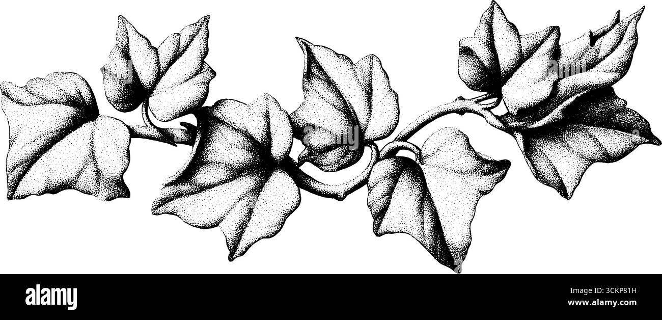 Vite Dotwork ivy con foglie tortuose per un design e una decorazione botanici. Illustrazione Vettoriale