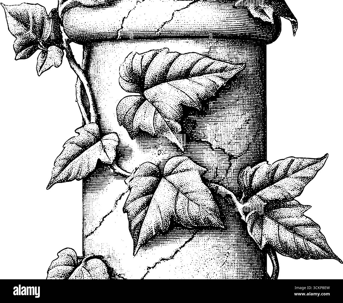 Antica colonna di marmo con superficie incrinata e invasione dell'edera. Illustrazione Vettoriale