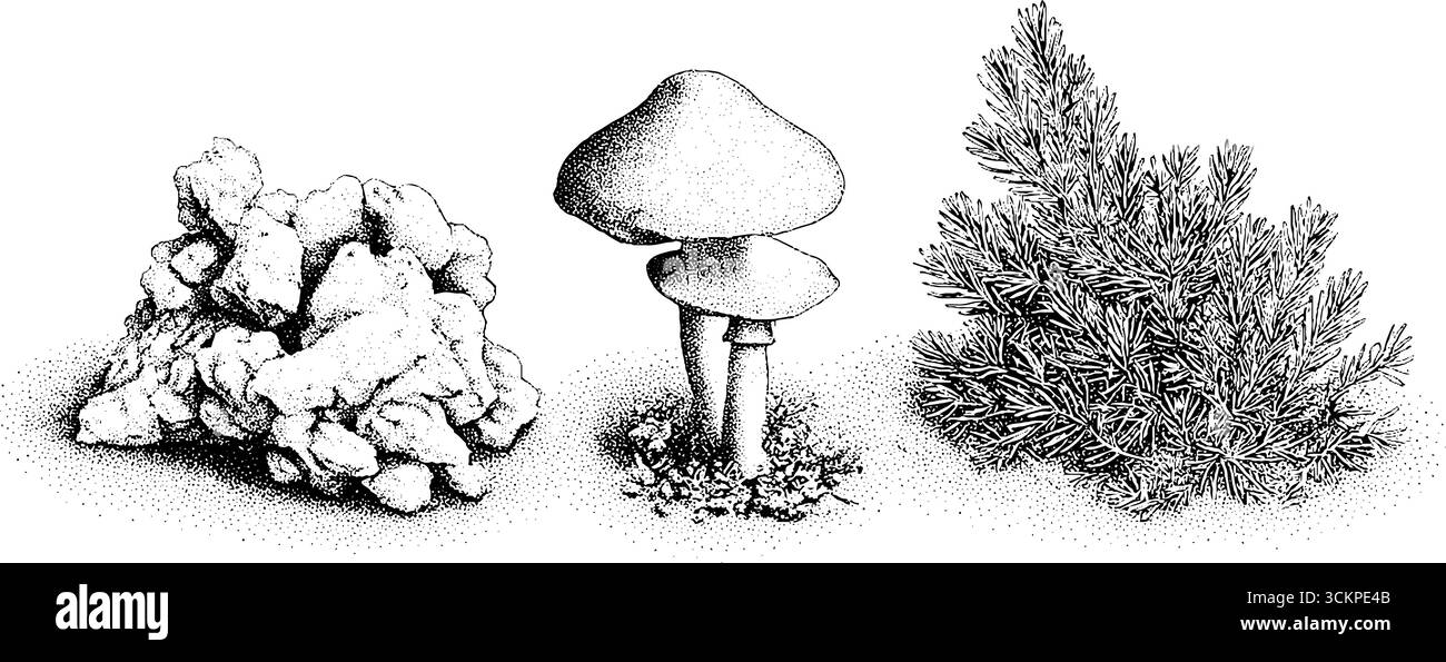 Elementi naturalistici con fondo forestale con funghi e aghi di pino per un design botanico. Illustrazione Vettoriale