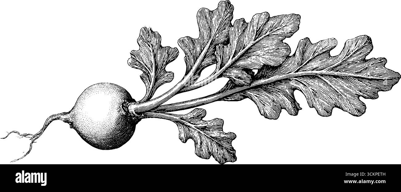 Disegno dettagliato di un piatto rosso intero con radici e foglie per l'arte del tatuaggio. Illustrazione Vettoriale