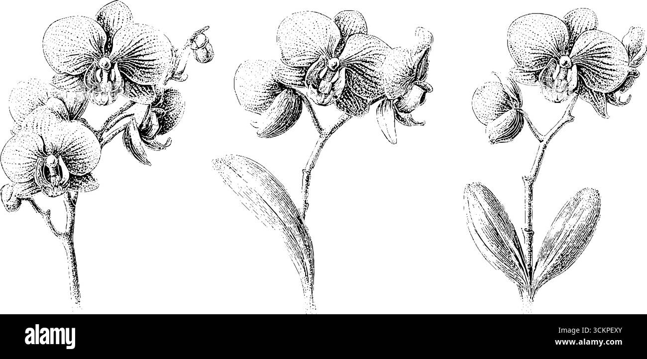 Elegante profilo in fiore di orchidea con gambo sottile per un design e una decorazione botanici. Illustrazione Vettoriale