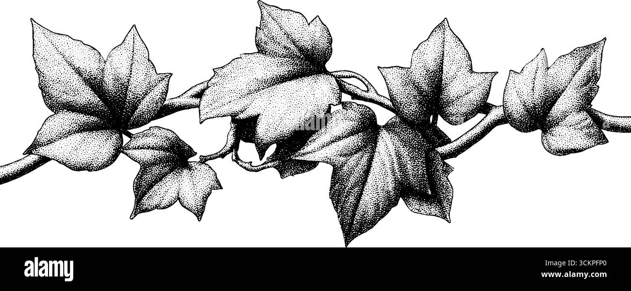 Intricato vitigno edera con foglie alterne in stile tratteggiato. Illustrazione Vettoriale
