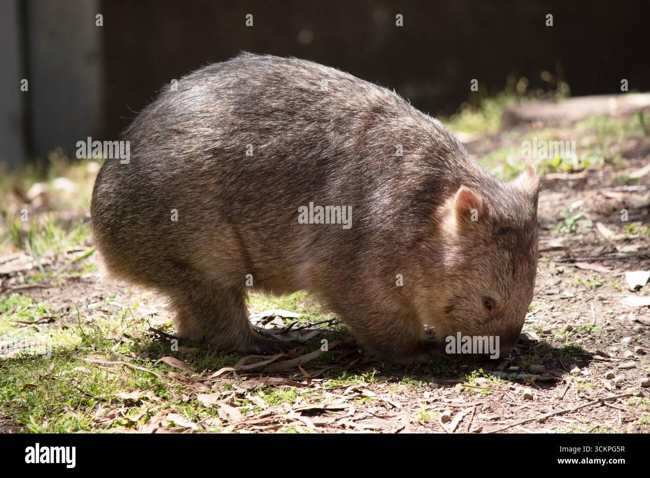 Il Wombat comune ha un naso grande che è nero lucido, molto simile a quello di un cane. Le orecchie sono relativamente piccole, triangolari e leggermente arrotondate Foto Stock