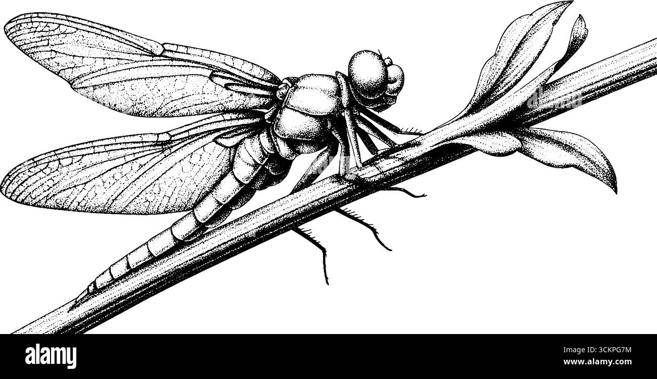 Scultura in metallo Dragonfly in giardino per un'eleganza all'aperto. Illustrazione Vettoriale