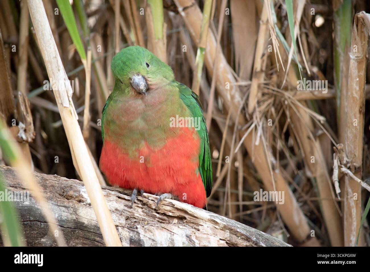 Il pappagallo reale australiano ha una pancia rossa e un dorso verde, con ali verdi e una lunga coda verde. Foto Stock
