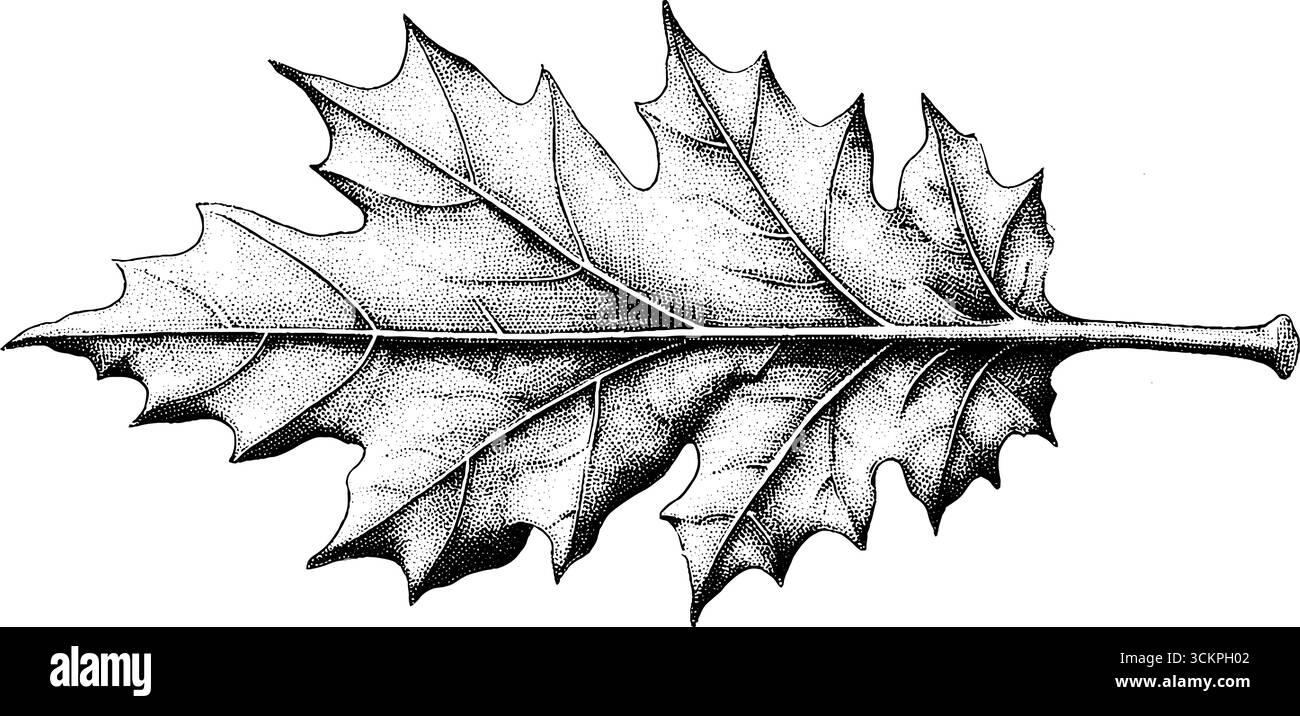Foglie d'acero dettagliate con bordi seghettati e sottile decomposizione in bianco e nero per opere d'arte naturalistiche. Illustrazione Vettoriale