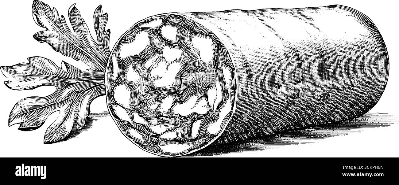 Fetta di salame marmorizzato con stile a puntini e dettagli organici complessi per un design culinario. Illustrazione Vettoriale