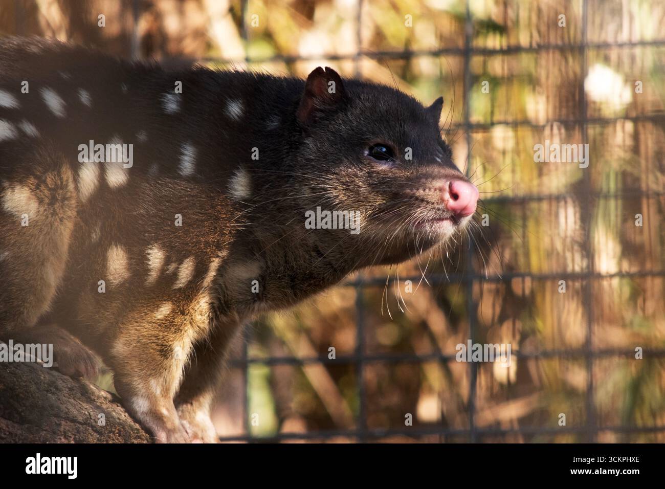 I Quoll dalla coda maculata sono marsupiali che hanno una pelliccia dal rosso intenso al marrone scuro e ricoperti da macchie bianche sul retro che continuano lungo la coda. Foto Stock
