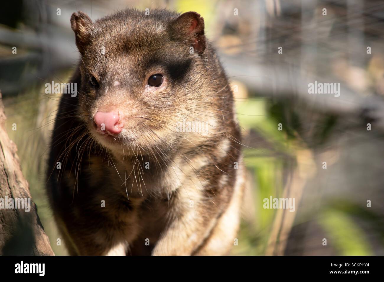 I Quoll dalla coda maculata sono marsupiali che hanno una pelliccia dal rosso intenso al marrone scuro e ricoperti da macchie bianche sul retro che continuano lungo la coda. Foto Stock