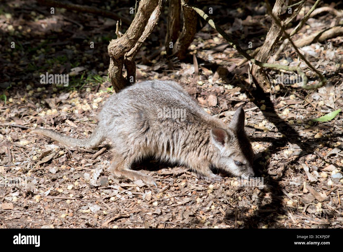 il wallaby delle mammelle di joey ha appena pochi mesi Foto Stock