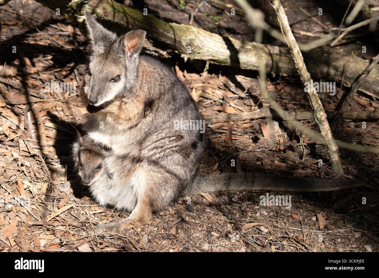 Il wallaby tammar ha parti superiori grigie scure con una parte inferiore più chiara e lati e arti di colore ruvido. Il wallaby tammar ha delle strisce bianche Foto Stock