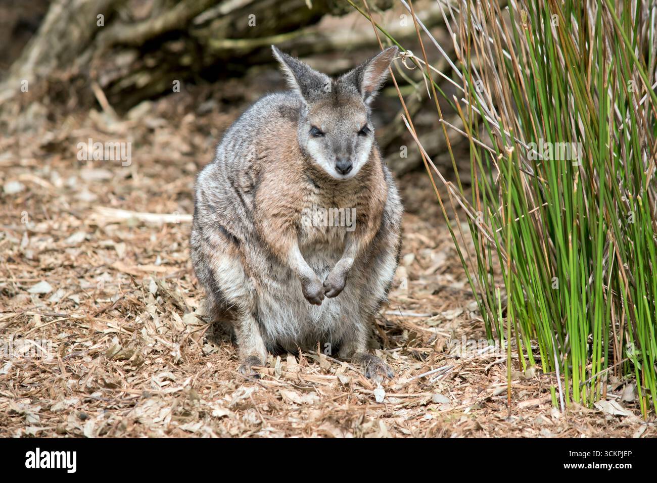 il wallaby delle mammelle è in piedi sulle sue gambe posteriori Foto Stock