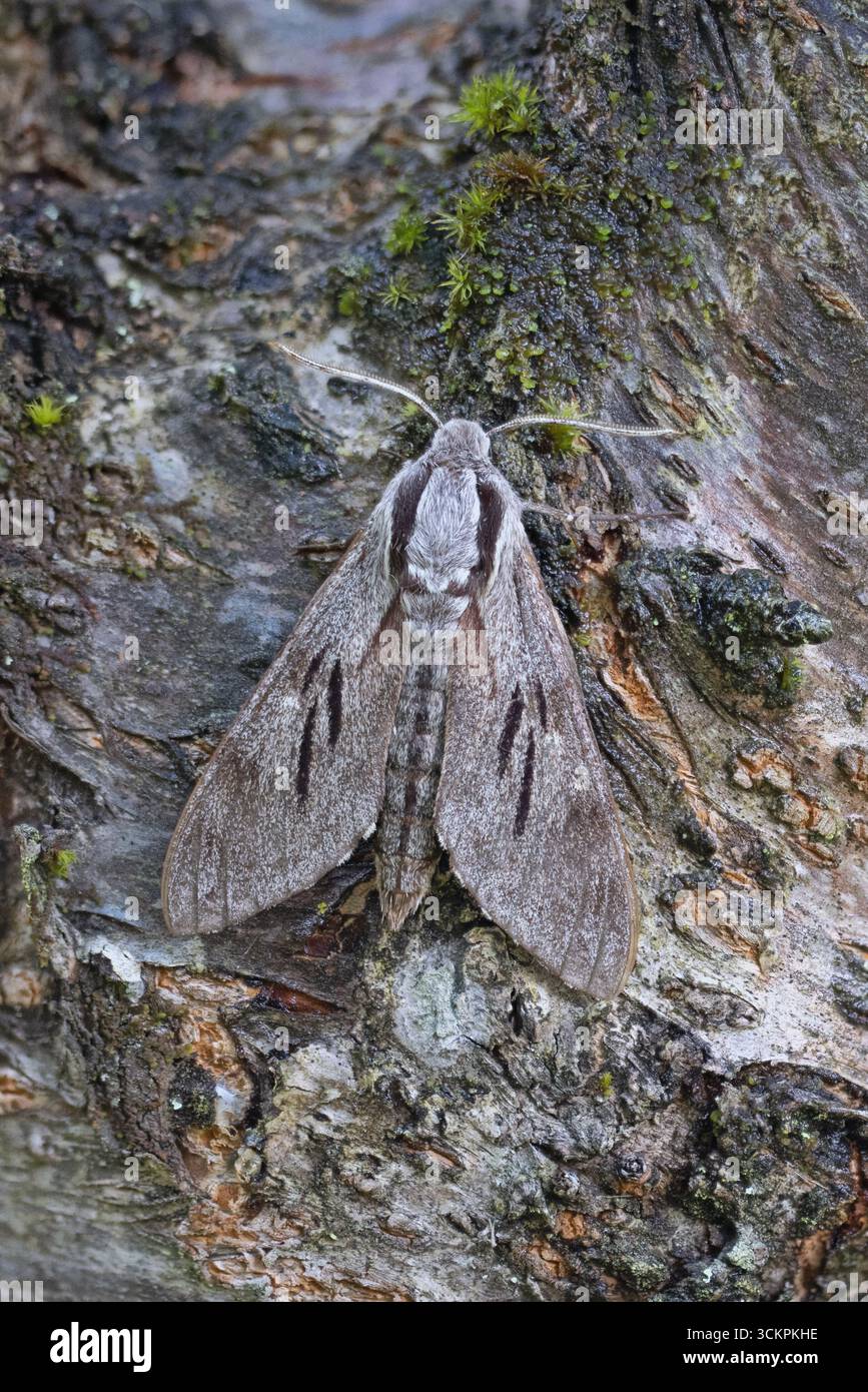 Pine Hawkmoth (Sfinge pinastri) Francia agosto 2025 foto impilate Foto Stock