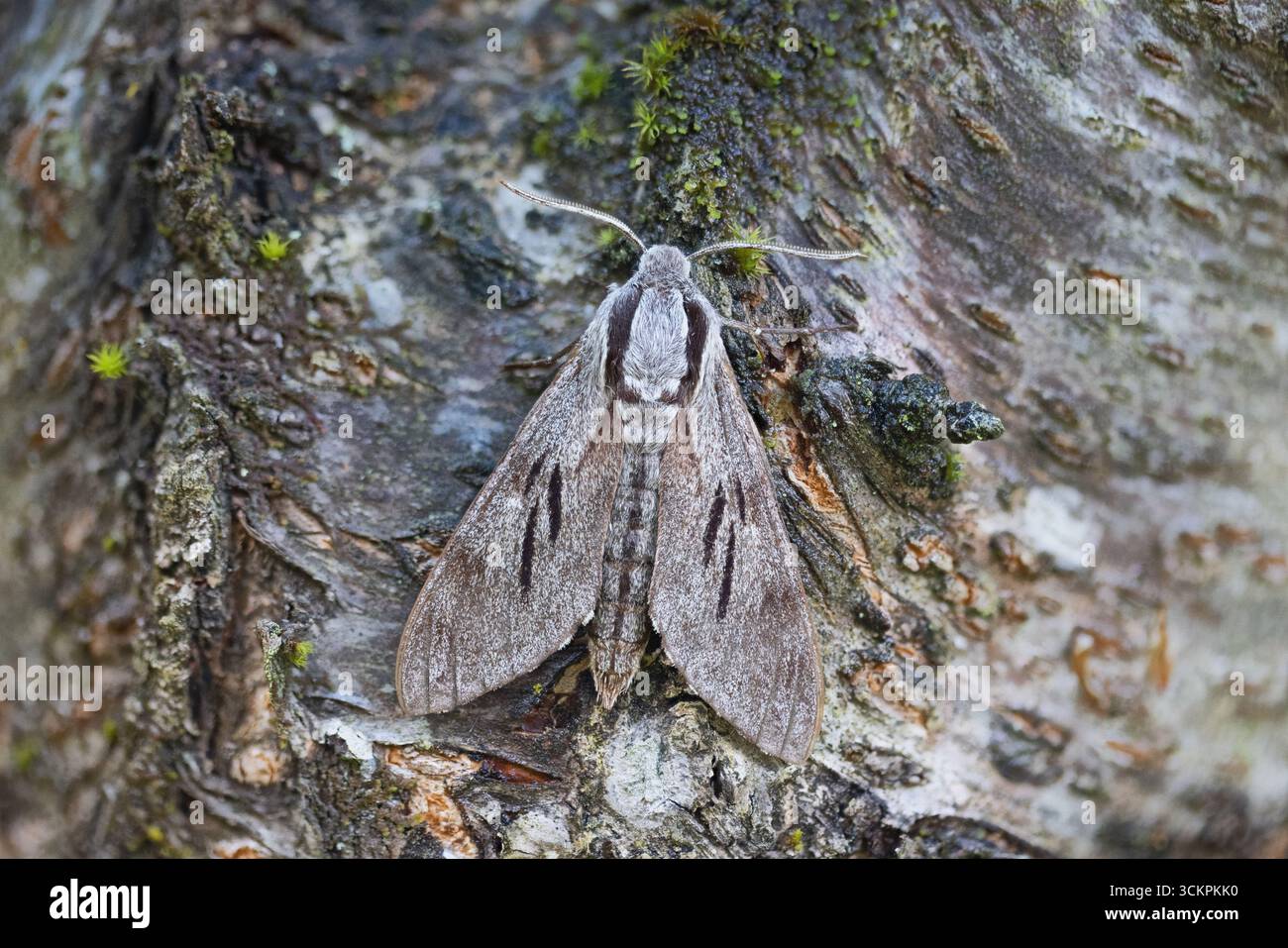 Pine Hawkmoth (Sfinge pinastri) Francia agosto 2025 foto impilate Foto Stock