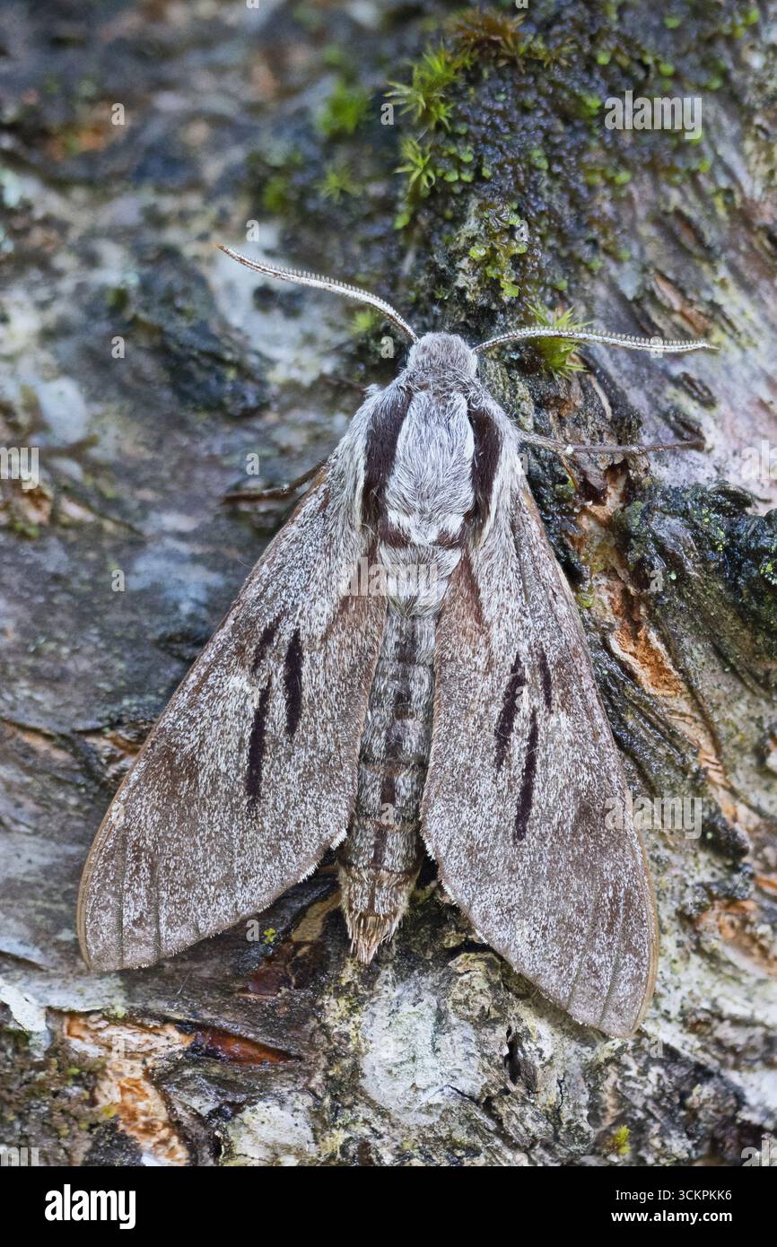 Pine Hawkmoth (Sfinge pinastri) Francia agosto 2025 foto impilate Foto Stock