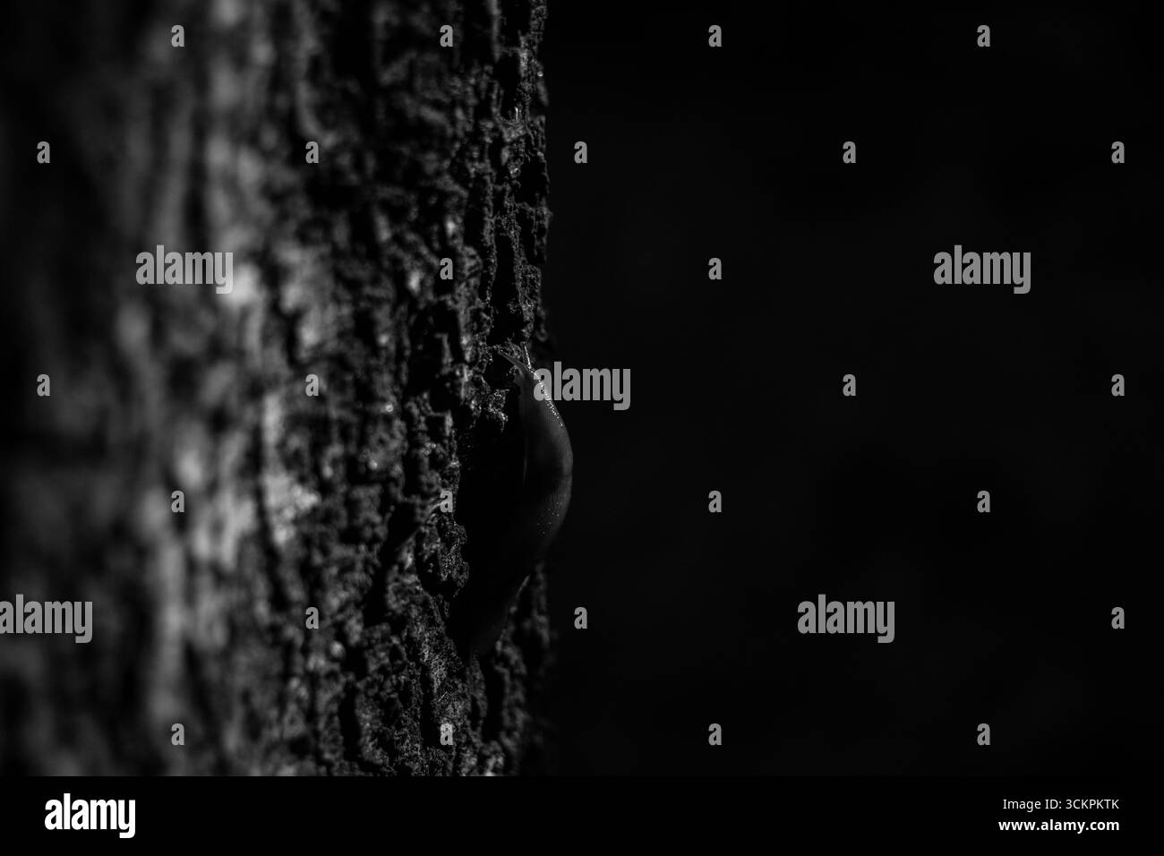 A Slug Climbing a Tree in B&W Foto Stock