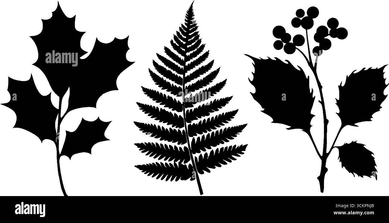 Silhouette ispirate alla natura di foglie di agrifoglio e vite di edera per disegni botanici. Illustrazione Vettoriale