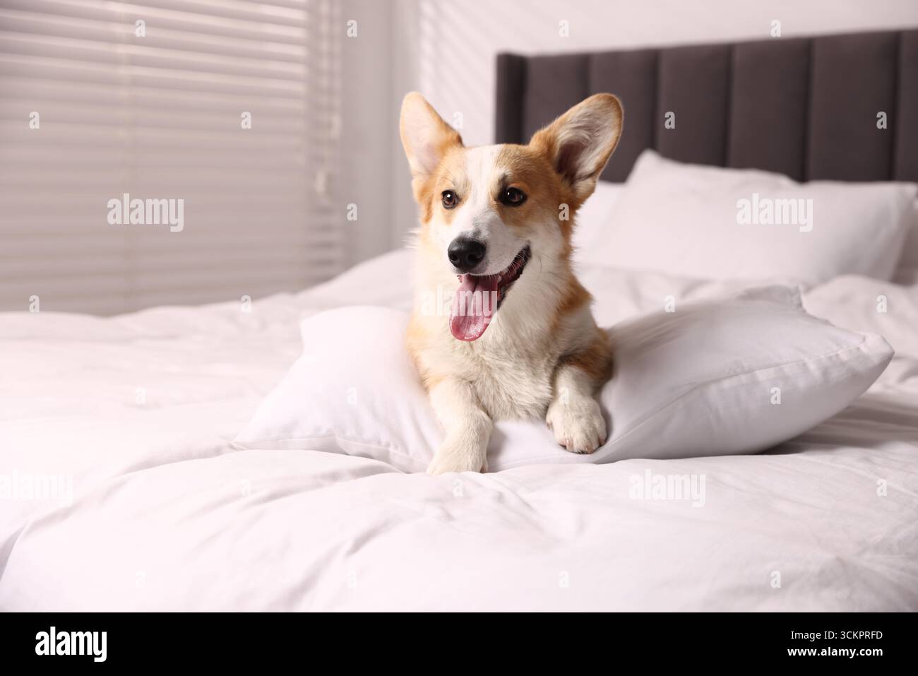 Hotel in cui sono ammessi gli animali domestici. Un cane carino con cuscino sul letto interno Foto Stock