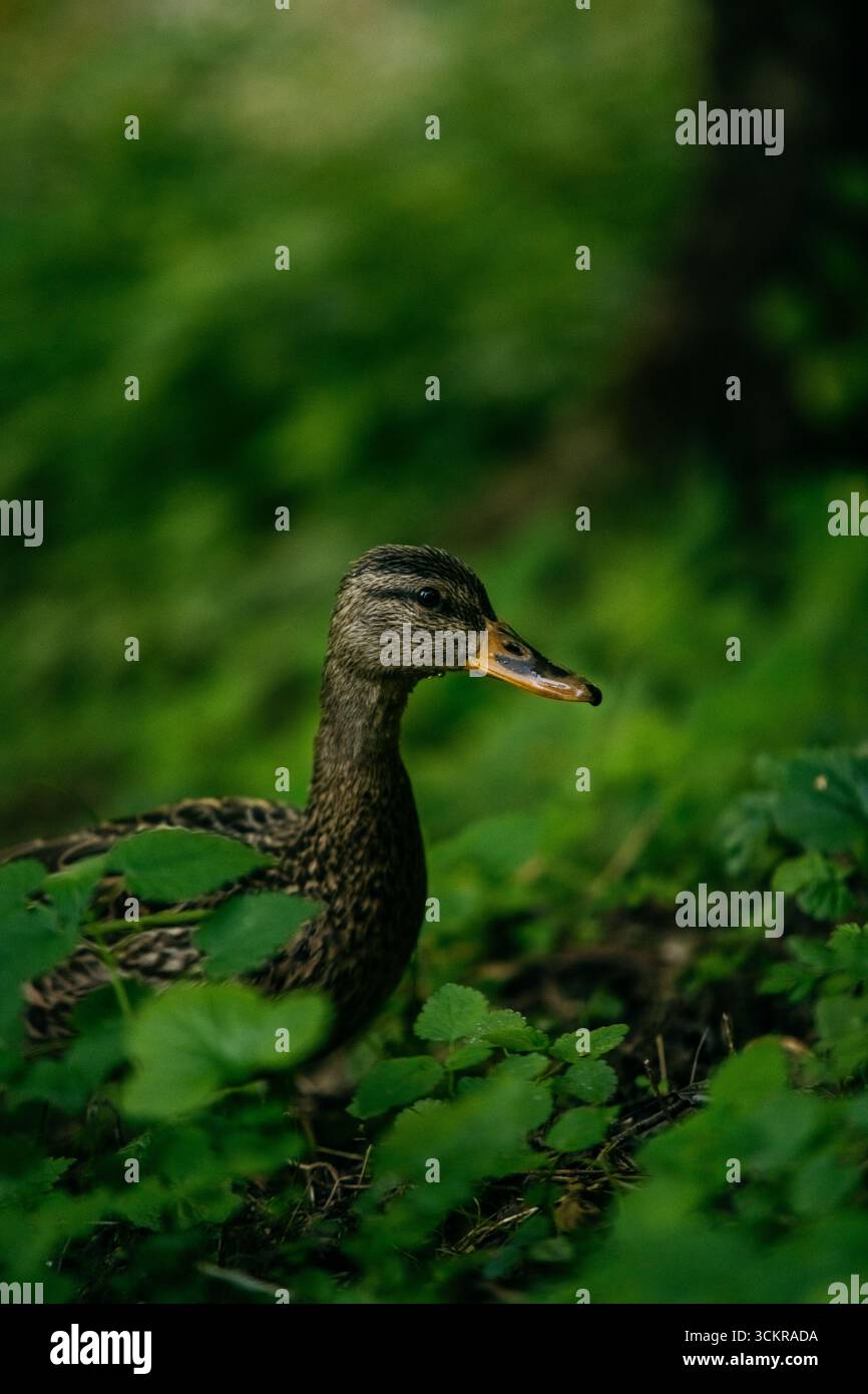Primo piano di un'anatra selvatica in erba verde. Fotografia naturalistica in ambiente forestale Foto Stock
