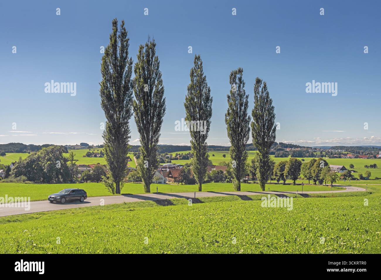 Cielo blu, pioppi colonnari, pioppi appuntiti (Populus nigra 'Italica) e auto su una strada di campagna tortuosa vicino a Wuchzenhofen, Allgaeu, Baden-Wuerttemberg Foto Stock