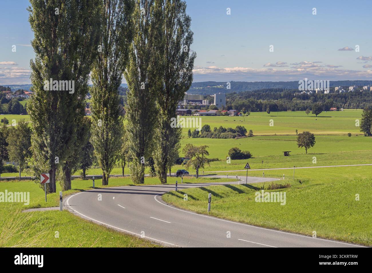 Cielo blu, pioppi colonnari, pioppi appuntiti (Populus nigra 'Italica), strada di campagna tortuosa vicino a Wuchzenhofen, Allgaeu, Baden-Wuerttemberg, Germania Foto Stock