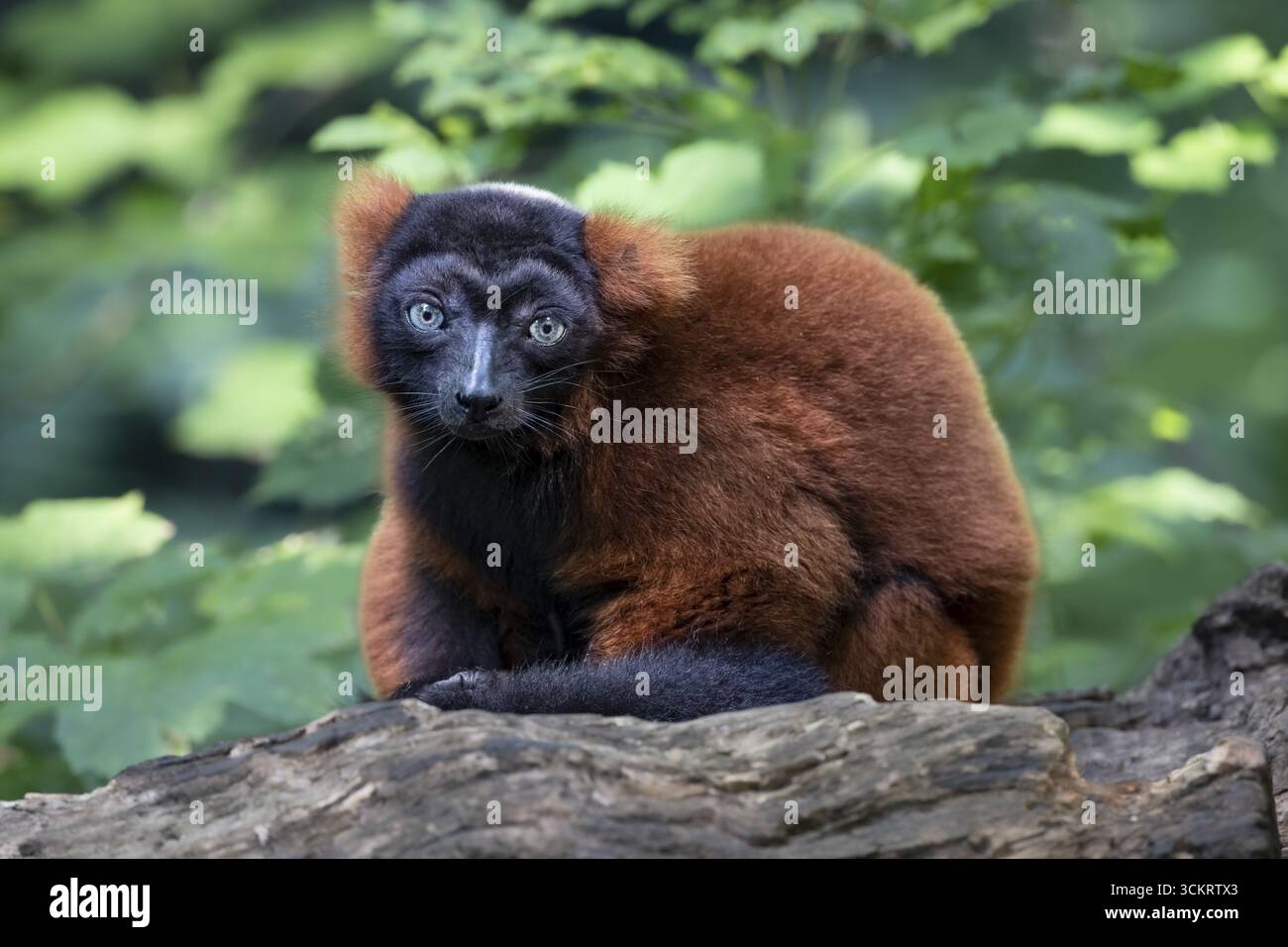 Lembo rosso ruffato (Varecia rubra), prigioniero, occorrenza Madagascar Foto Stock