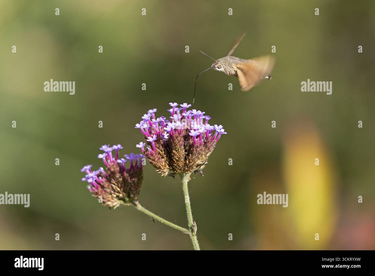Farfalla, coda di piccione (Macroglossum stellatarum), nota anche come farfalla colibrì o falena colibrì, Purpletop vervain (Verbena bonariensi) Foto Stock