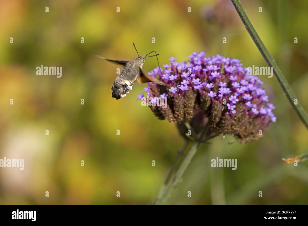 Farfalla, coda di piccione (Macroglossum stellatarum), nota anche come farfalla colibrì o falena colibrì, Purpletop vervain (Verbena bonariensi) Foto Stock