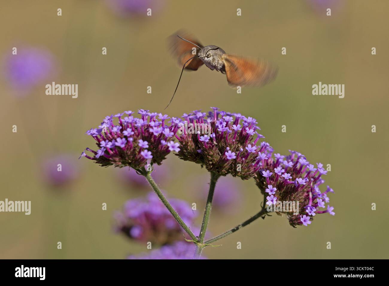 Farfalla, coda di piccione (Macroglossum stellatarum), nota anche come farfalla colibrì o falena colibrì, Purpletop vervain (Verbena bonariensi) Foto Stock