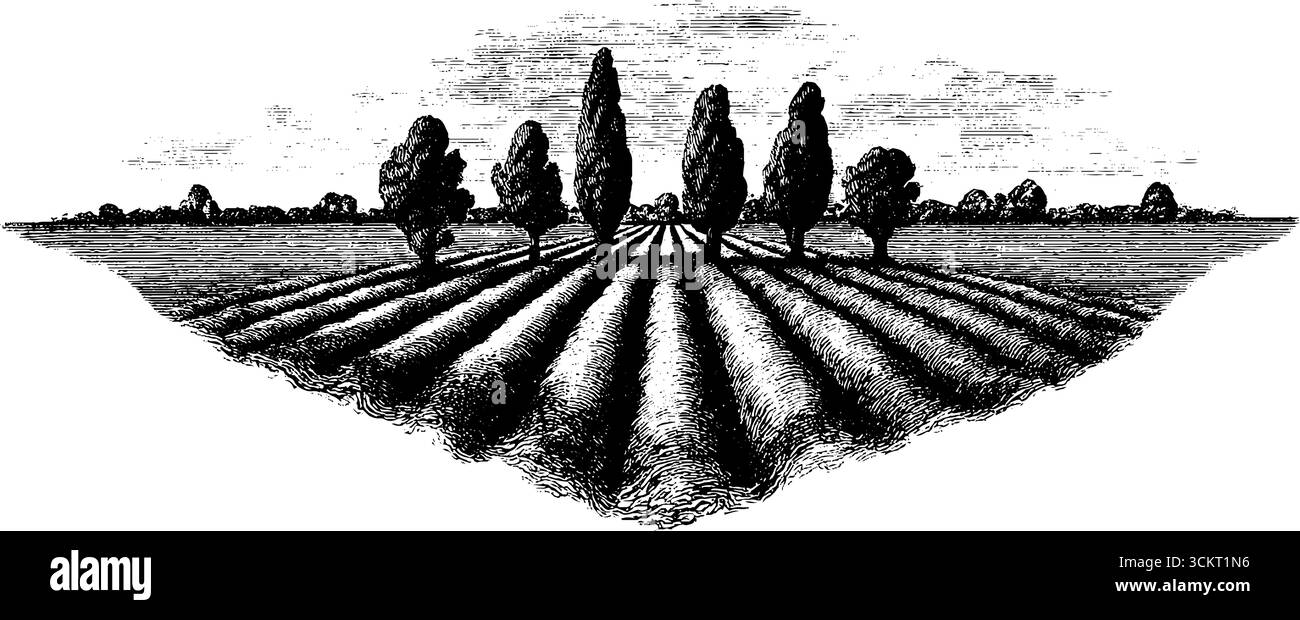 Paesaggio in stile incisione vintage con file di campo e sole sospeso. Illustrazione Vettoriale