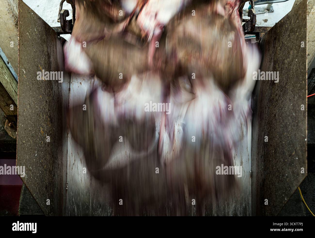 Pesce per la lavorazione del pattino di volume per alimenti per animali domestici. Foto Stock