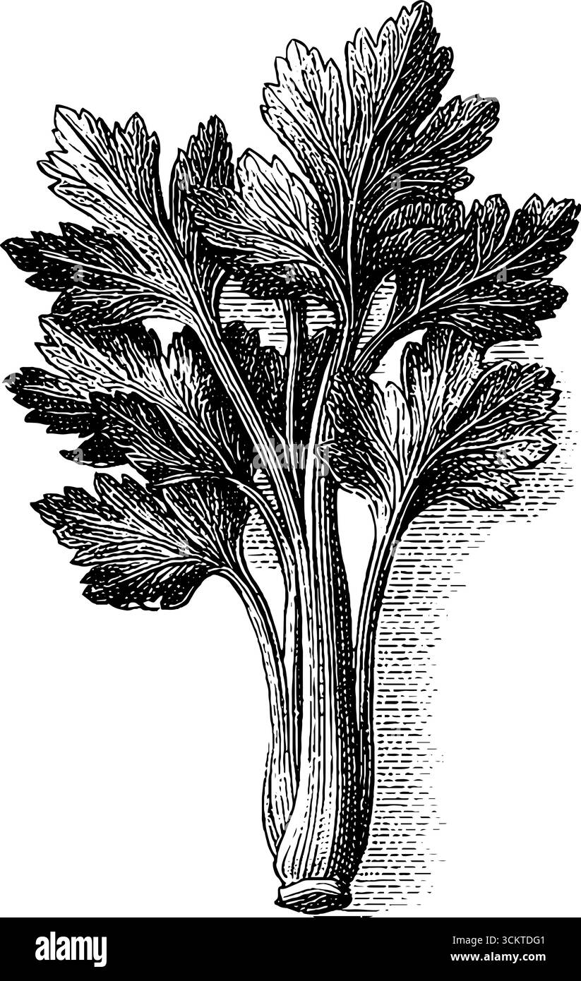 Gambi di sedano con incisione vintage per l'arte e il design botanici. Illustrazione Vettoriale