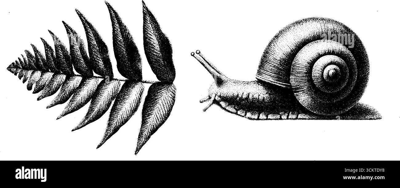 Intricato disegno di tatuaggi a forma di foglie di felce e lumaca in inchiostro nero. Illustrazione Vettoriale