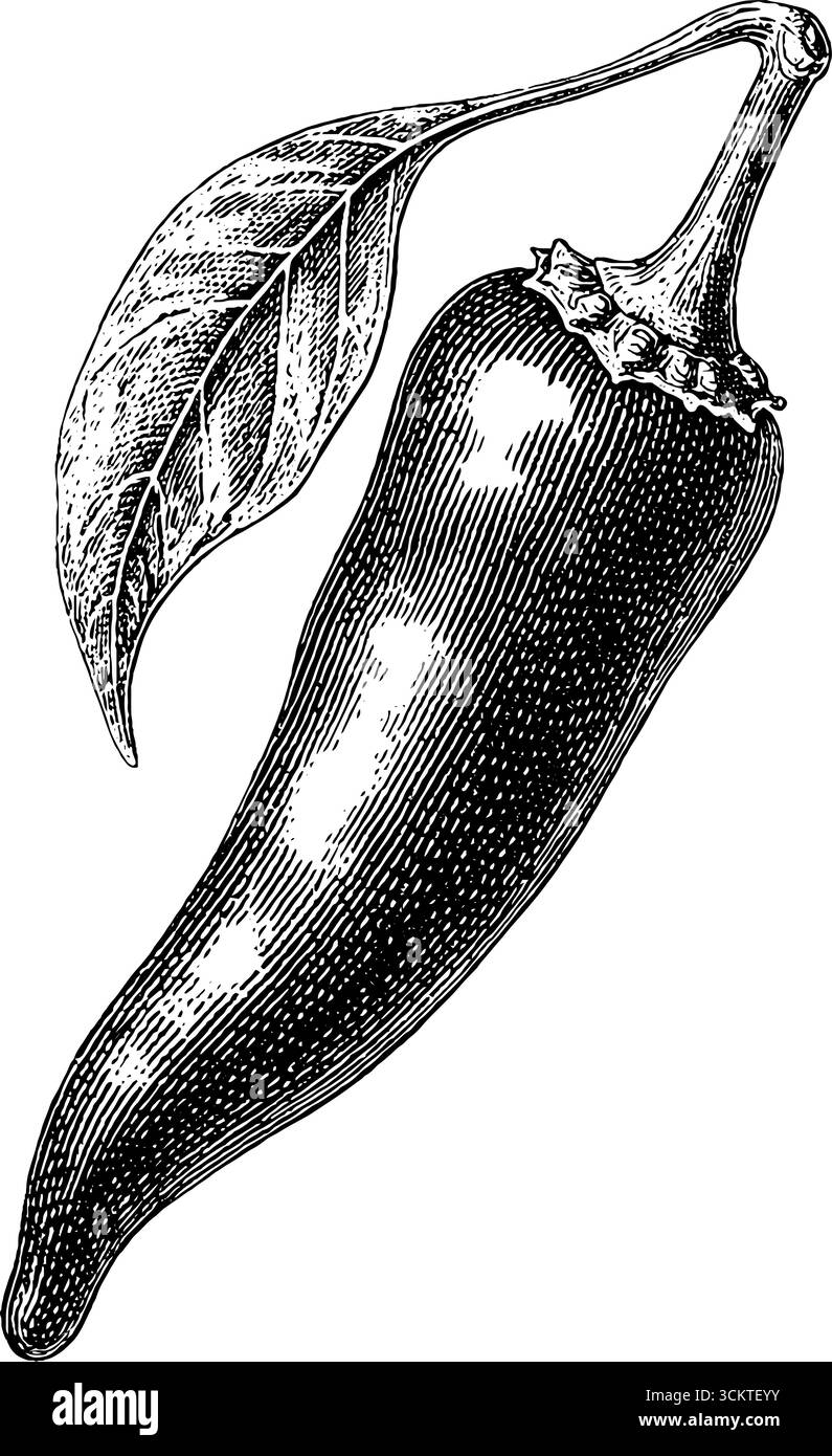 Opere d'arte vintage al peperoncino in stile incisione per disegni culinari. Illustrazione Vettoriale