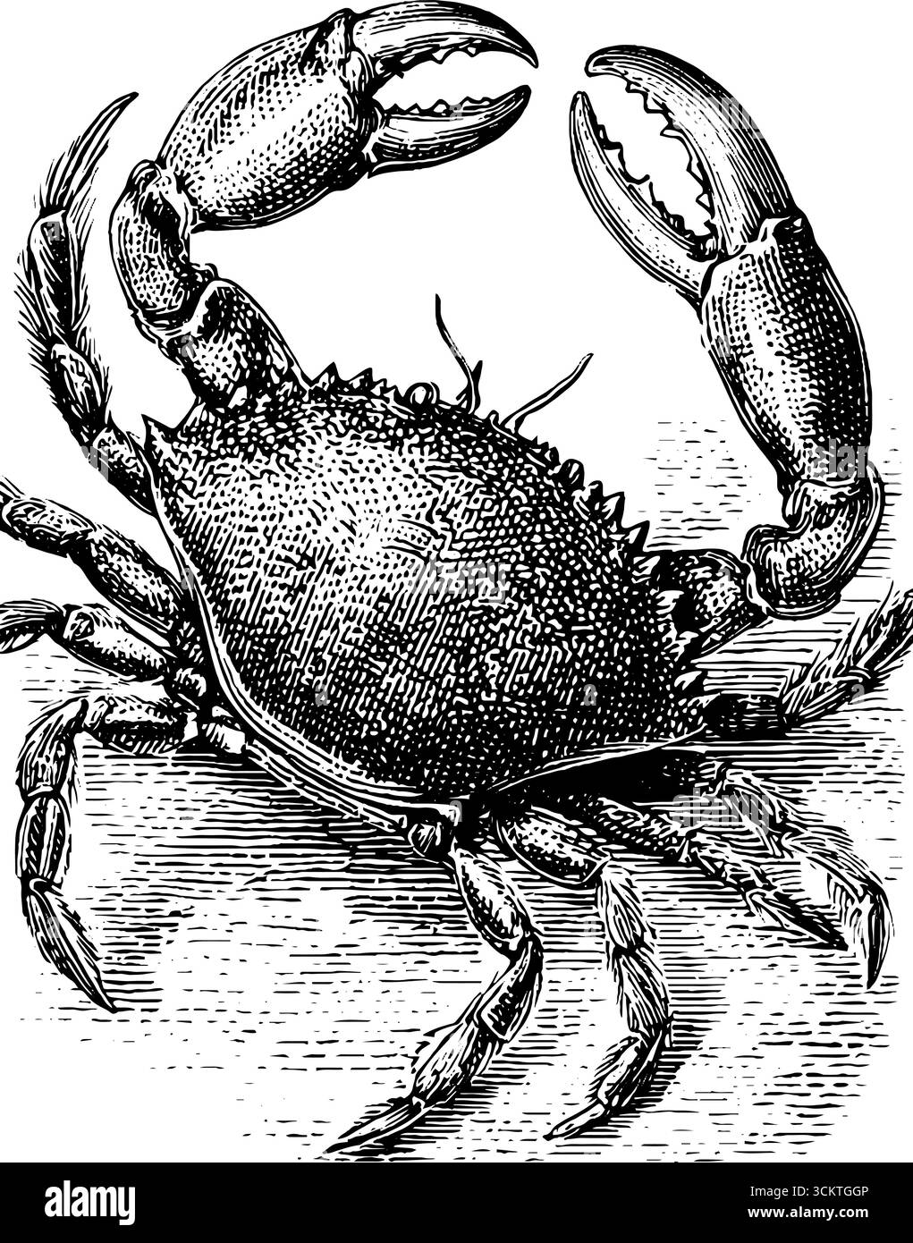 Dettagliate incisioni vintage di granchio con artigli per un design nautico. Illustrazione Vettoriale