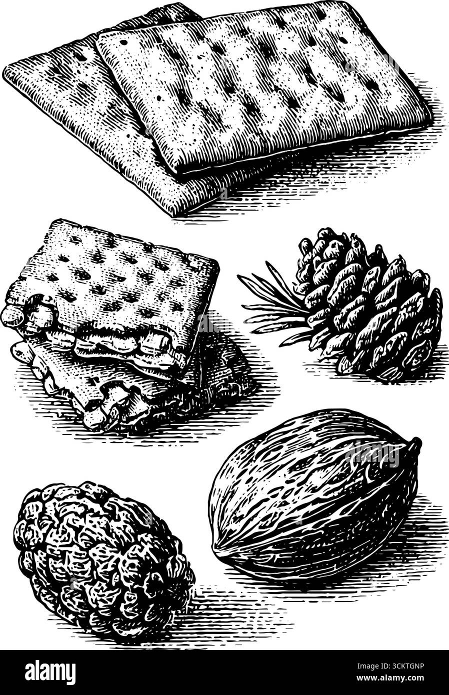 Assortimento di cracker e dadi vintage con incisione per un design classico. Illustrazione Vettoriale