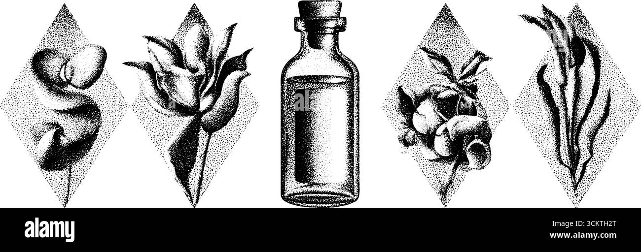 Stile tatuaggio Dotwork con fiala ed erbe essiccate. Illustrazione Vettoriale