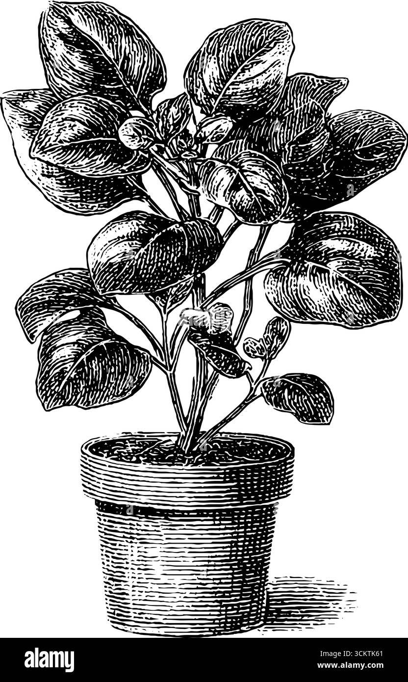 Illustrazione di piante in vaso in stile vintage con incisione con foglie dettagliate. Illustrazione Vettoriale