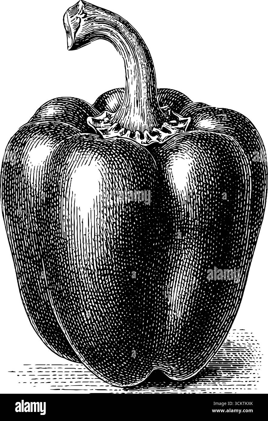Incisione vintage di peperone a metà con dettagli intricati e un'estetica classica. Illustrazione Vettoriale