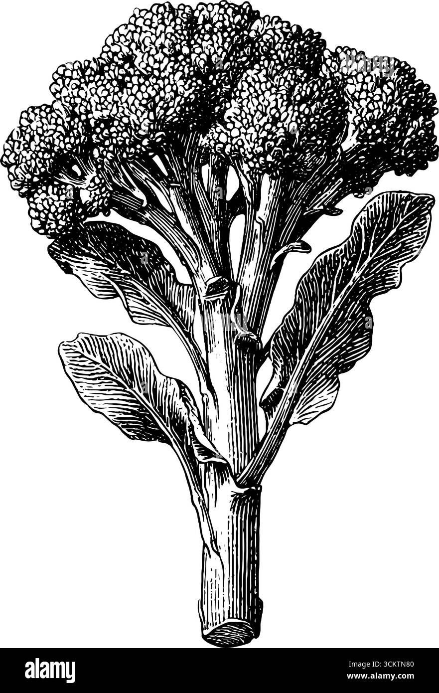 Fioretto di broccoli in stile vintage per disegni culinari e botanici. Illustrazione Vettoriale