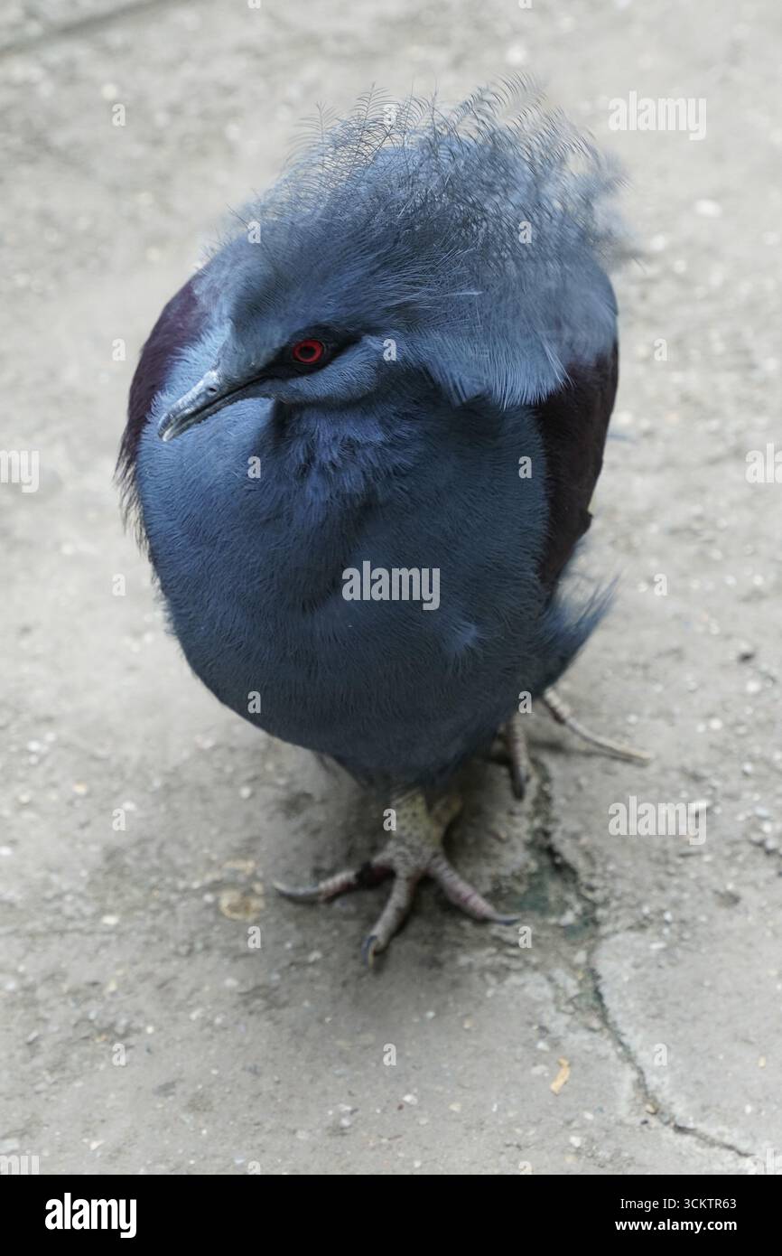 Primo piano verticale di un piccione coronato occidentale (goura cristata) che cammina attraverso una foresta in nuova Guinea, tenendo la cresta blu sulla sua testa in alto Foto Stock