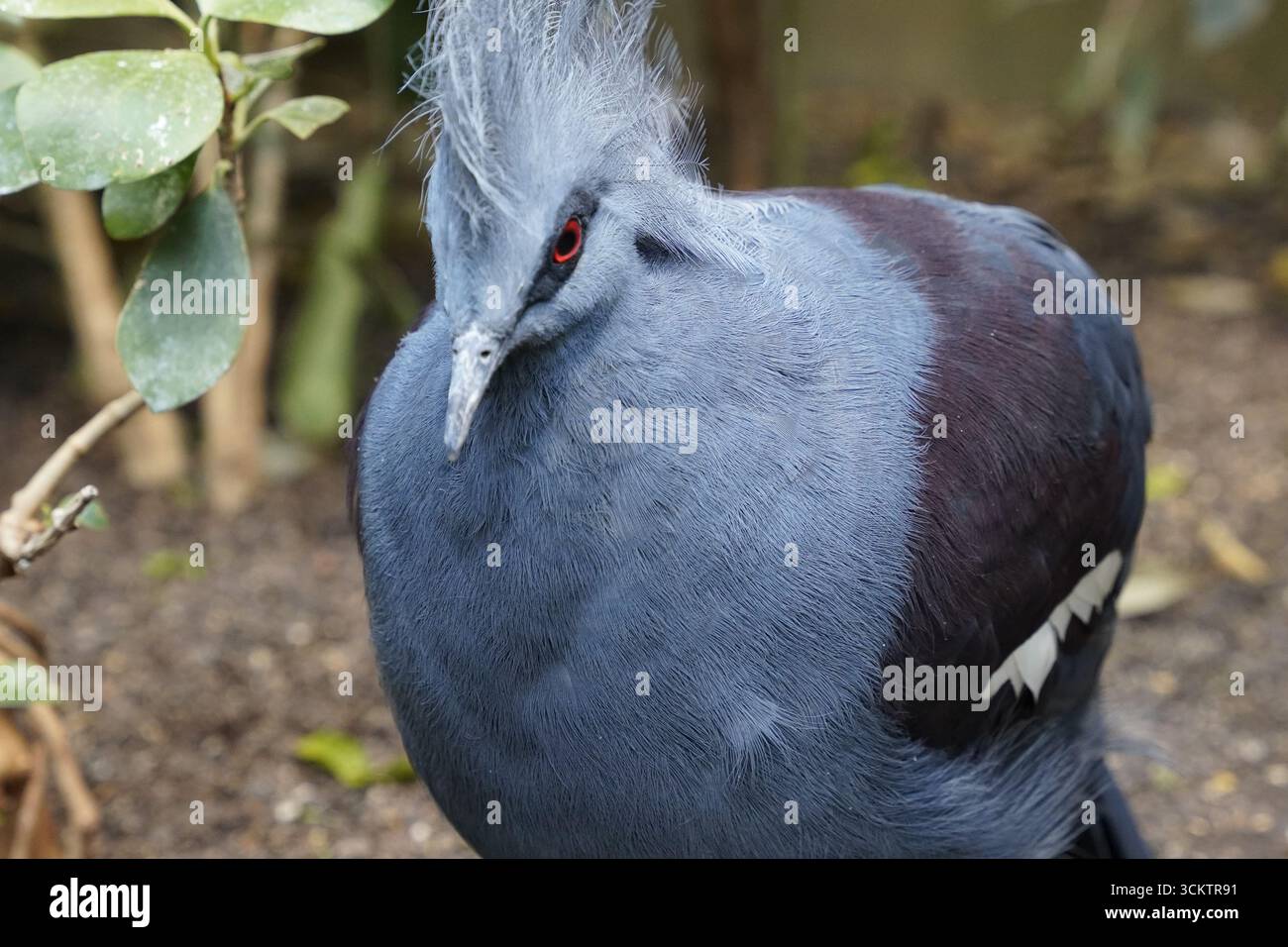 Primo piano di un piccione coronato occidentale (Goura cristata) con le sue bellissime piume blu e la cresta sulla testa, camminando attraverso una foresta in nuova Guinea Foto Stock