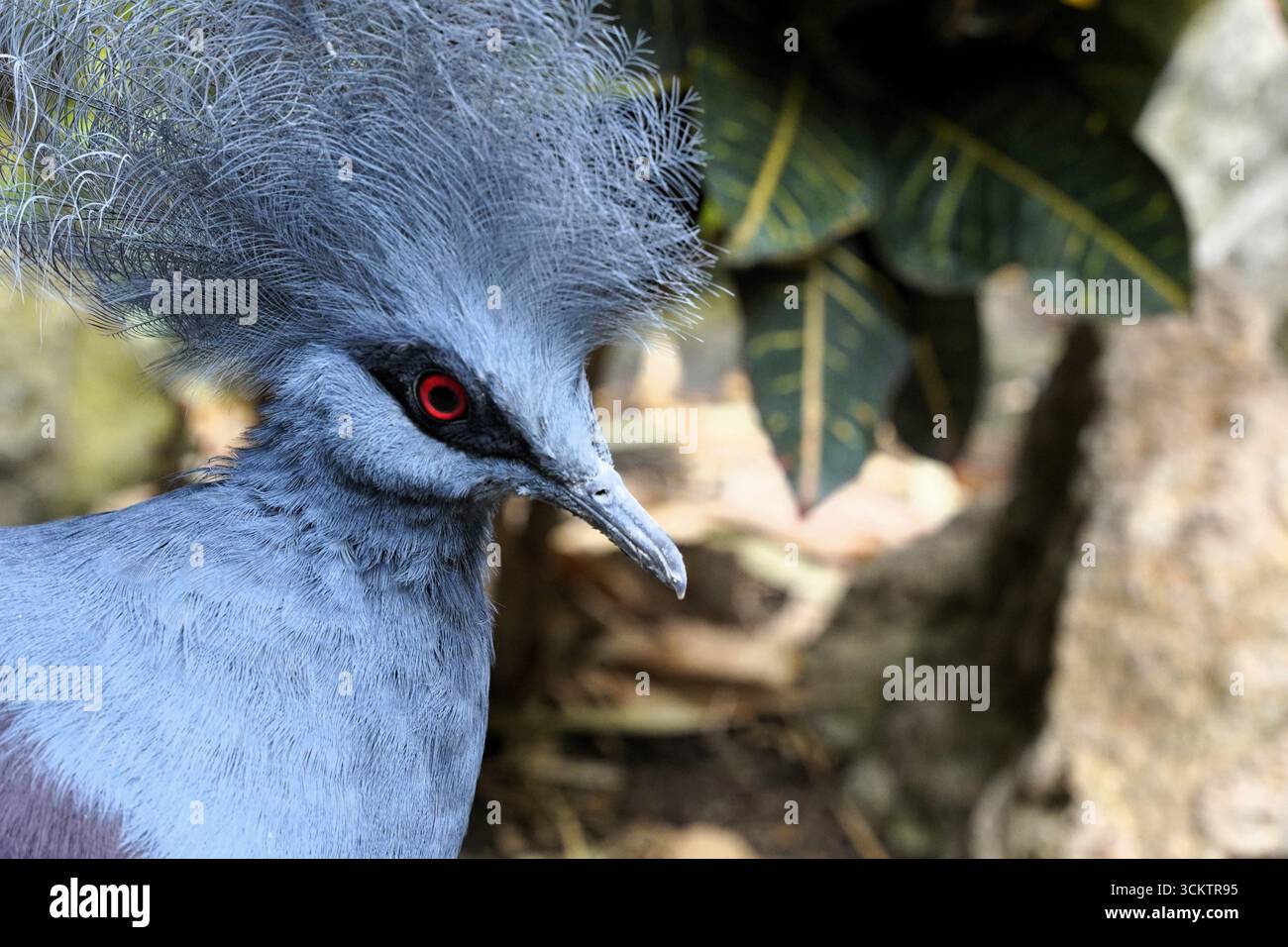 Primo piano di un piccione coronato occidentale (goura cristata) con le sue splendide piume blu e una maestosa cresta sulla testa Foto Stock