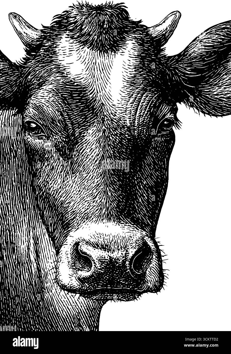 Incisione vintage della testa di mucca con etichetta che mette in risalto l'estetica rustica per il design dell'arredamento di una casa colonica. Illustrazione Vettoriale