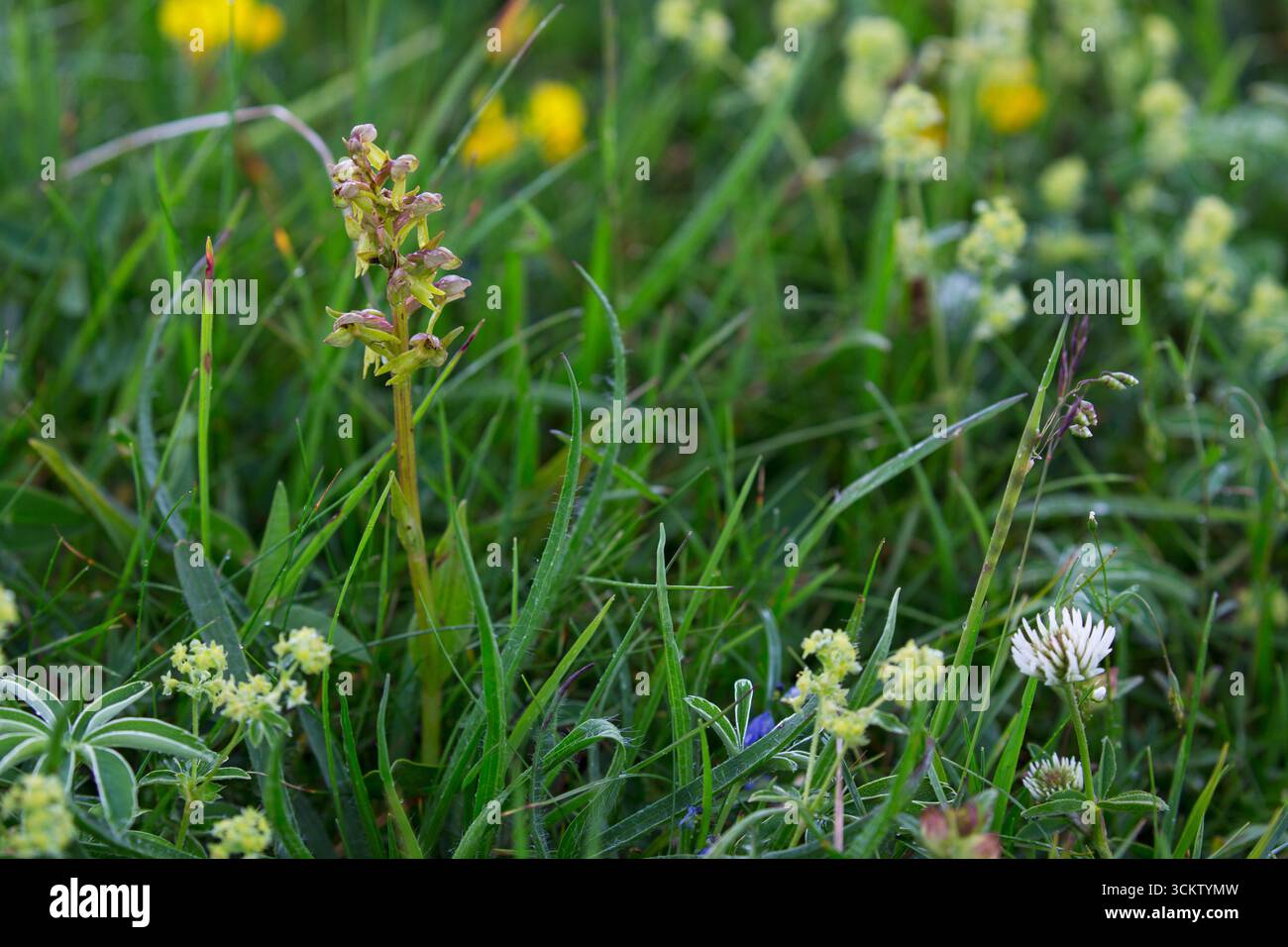 Orchidea di rana Coeloglossum viride in un prato alpino, Plateau de Beurre, Parco naturale regionale del Vercors, Francia, giugno 2018 Foto Stock